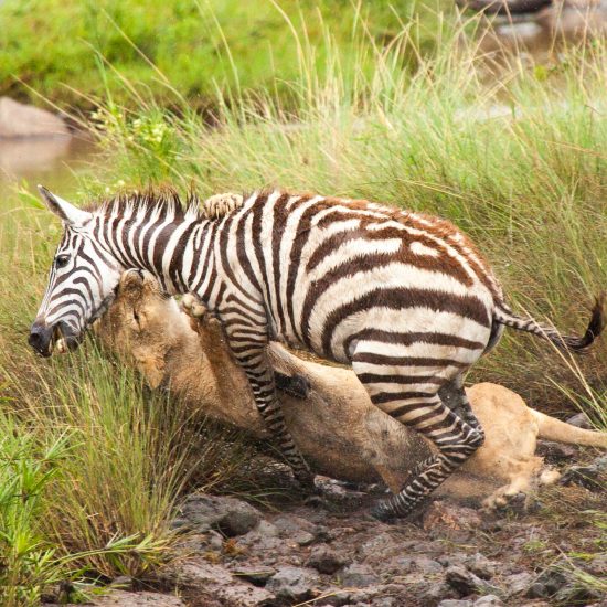 lion-killing-zebra