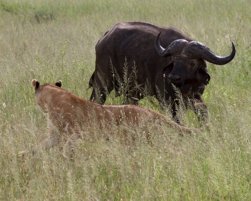 2013-01-29-tanzania-2013-016