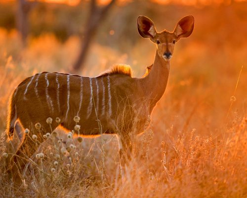 Female greater kudu in Chobe National Park, Botswana