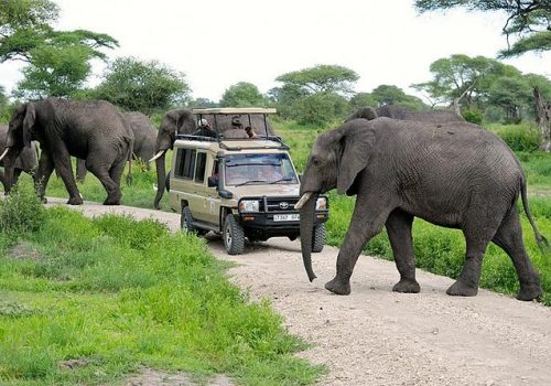 Game-Drive-in-Tarangire-National-Park