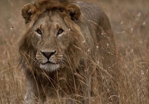 Lion-at-Serengeti-National-Park-Tanzania