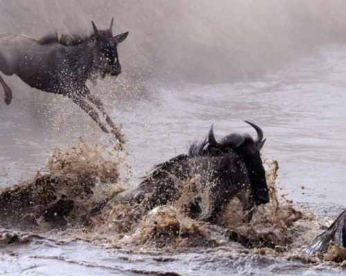 Power-and-majesty-of-wildebeest-migration-2