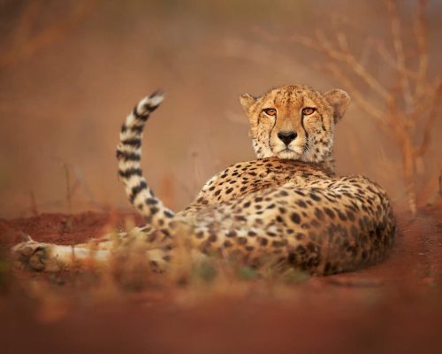 Shutterstock_Wildlife_2020_CheetahPortrait