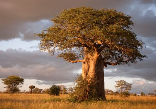 boabab-tarangire-national-park