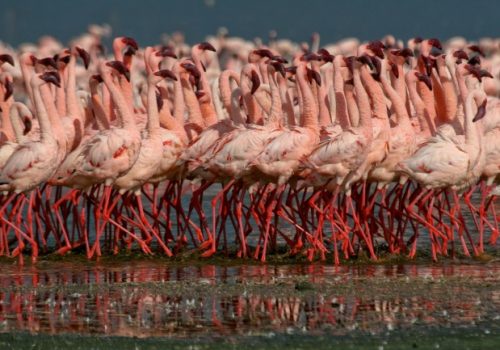 lake-manyara-12_1