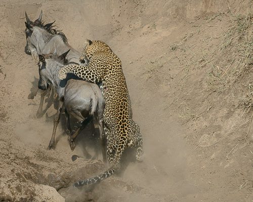 leopard-wildebeest-masai-mara-migration