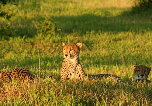 ruaha_national_park